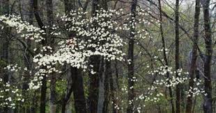 Flowering dogwoods are subject to many pests and diseases, but stressed trees have far more problems than trees that have been placed with an eye to their needs. Dogwood Tree Leaf Identification Dogwood Trees Tree Leaf Identification White Flowering Trees