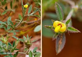 Image result for Stylosanthes fruticosa
