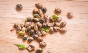 Stealth deliveries also has options for storing the seeds to preserve them for viability and freshness. 8djimpfduh5bym