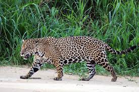 Congrats to the jaguares for winning against a new zealand franchise for the first time in their history rugby jaguares blues argentina. Jaguar Wikipedia