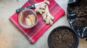 Diese fragen und einiges mehr werden im folgenden viel genuss mit ingwer aus dem eigenen garten. Ingwer Pflanzen So Gelingt Der Anbau Auf Der Fensterbank Ndr De Ratgeber Garten Nutzpflanzen