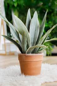 Image result for Sansevieria metallica