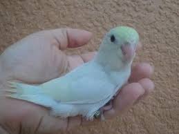 Dilute Turquoise Baby Parrotlet Parrotlet Parrot Pet Parrotlets For Sale