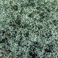 Image result for Euphorbia hypericifolia