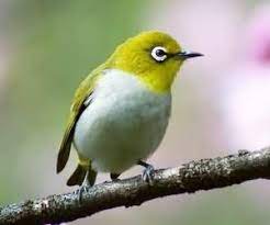 飼養繡眼鳥導讀 繡眼鳥眼圈有明顯白色絨狀短羽所環繞 鮮明白眼圈所以有繡眼之名 繡眼鳥性情活躍 高度群集 多數種類低聲嘁嘁喳喳 但有幾種高聲轉鳴 小編本篇整理了 初次飼養繡眼鳥的重要摘要 以供參考 pets bird animals