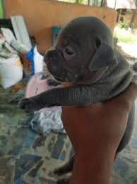 Get your puppy and be happy. American Bully Puppy For Sale Call Exotic Bullys Tn Facebook