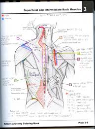 Color both the left and right hypochondriac regions. Kaplan Anatomy Coloring Book Pdf Free Download