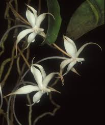 Image result for Aerangis splendida