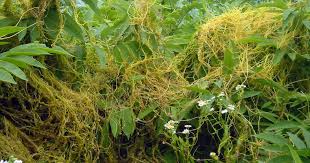 Image result for Cuscuta approximata