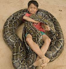 Thail Snake Photos Burmese Python In Phuket There Is No Way I Would Put My Kid Where The Snake Is Ugh Snake Burmese Python Reptiles