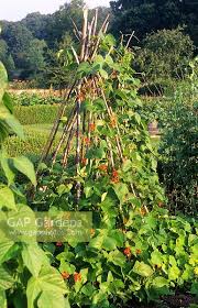 Image result for Phaseolus coccineus