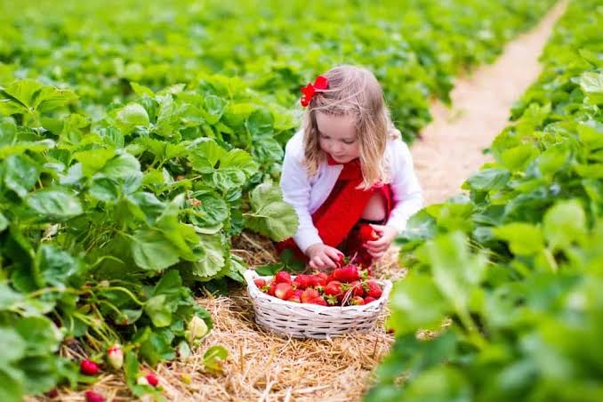 17 Best U-Pick Strawberry Farms in Oklahoma: How & Where to Pick Your Own  Strawberries - Oklahoma Wonders
