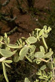 Image result for Xerophyta zimbabwensis