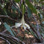 Image result for Rothmannia whitfieldii
