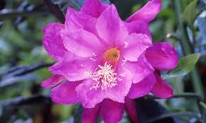 Image result for Eriosema pentaphyllum