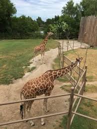 9 september at 08:00 ·. 42 Best Tulsa Zoo Ideas Tulsa Zoo Zoo Tulsa