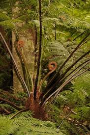 Image result for Cyathea capensis