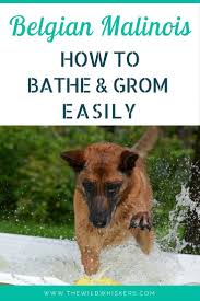 Belgian Malinois Bathing And Grooming 101 The Wild Whiskers Belgian Malinois Training Belgian Malinois Belgium Malinois