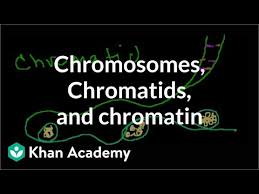 The order of base pairs in complementary rna strands d. Chromosomes Chromatids And Chromatin Video Khan Academy