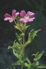 Image result for Epilobium hirsutum