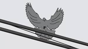 Are other neighbors having the same. 3 Ways To Get Rid Of Pigeons Wikihow