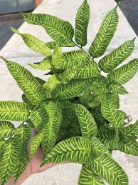 Image result for Coniogramme africana