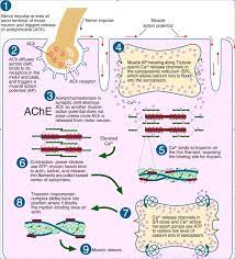 Sliding Filament Theory Physiology Human Anatomy And Physiology Anatomy And Physiology