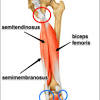 It elevates and protrudes the mandible. 1