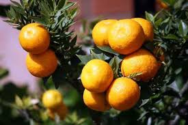 I soft drink protagonisti dell'aperitivo italiano dal 1922! Chinotto Descrizione Caratteristiche Proprieta Benefiche E Usi Dell Agrume