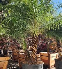 Image result for Phoenix roebelenii