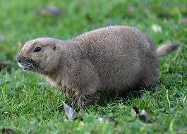 Image result for Cynomys ludovicianus obrázek