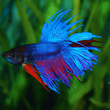 Image result for betta fish