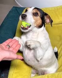 mira give me back the ball please no mom video na temu dnya debaty s miroj poka ne skazhesh volshebnoe slovo plyun nichego ne pomogaet mira ochen lyubit myachi