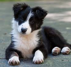 When beginning your search for a new companion we strongly advise that you avoid pet stores and puppy mills. What Does That Mean Collie Puppies Border Collie Puppies Dogs