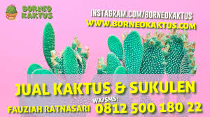 Kaktus ekor naga/tanaman kaktus unik dan langka. Supplier Tanaman Kaktus Unik Kirim Ke Balikpapan Dari Banjarmasin Borneokaktus Jual Kaktus Murah Kaktus Mini Kaktus Hias Souvenir Kaktus