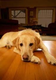 Hardwood flooring portland oregon сша paulson's floor coverings area floors simple floors portland altrucedar altruwood brandsen hardwood floors cedar, Hardwood Floor Cleaning Hardwood Floor Refinishing