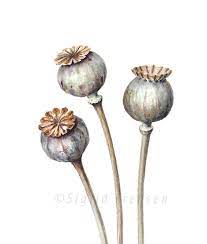 They do best sown directly in. Poppy Pods Poppy Seed Pods Poppy Pods Poppies