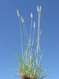 Image result for Dichanthium