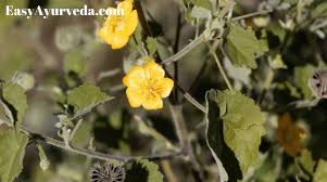 Image result for Sida veronicifolia