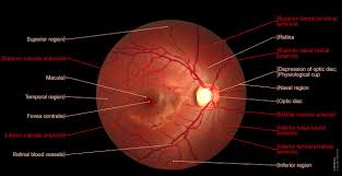 Image result for Retinal Anatomy