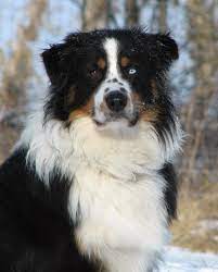 Meet rambo, super friendly, playful, loyal, makes a great companion related searches: Eyes Pigment Markings Australian Shepherd Dogs Shepherd Dog Mix Dog German Shepherd