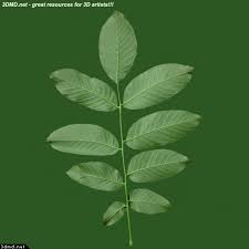Texture fabrik is a graphic design project creating high quality textures, vector graphics and premium resources for professional designers and talented creatives. Walnut Tree Leaves Common Walnut Leaf Texture Image Gallery