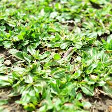 Pembayaran mudah, pengiriman cepat & bisa cicil 0%. Jual Rumput Gajah Mini Variegata 1x1m Di Lapak Kebunbibit Bukalapak