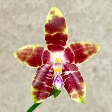 Image result for Strombosiopsis tetrandra