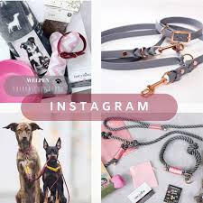 Schicke Retrieverleinen Aus Tau Biothane Stylisches Hundezubehor Hund Zubehor Biothane Biothane Halsband