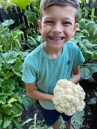 Cauliflower infested with cabbage moth eggs and caterpillar