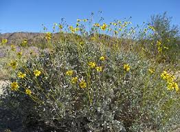 Image result for Embelia xylocarpa