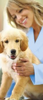 Consumer Vet Brochure Professional