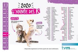 Dès lors que la commande , le produit est envoyé par la poste. Idees De Noms En R Pour Chiens Et Chats Annee 2020