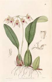 Image result for Bulbophyllum expallidum